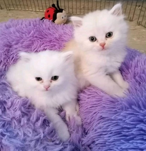 Persiska kattungar nu tillgängliga