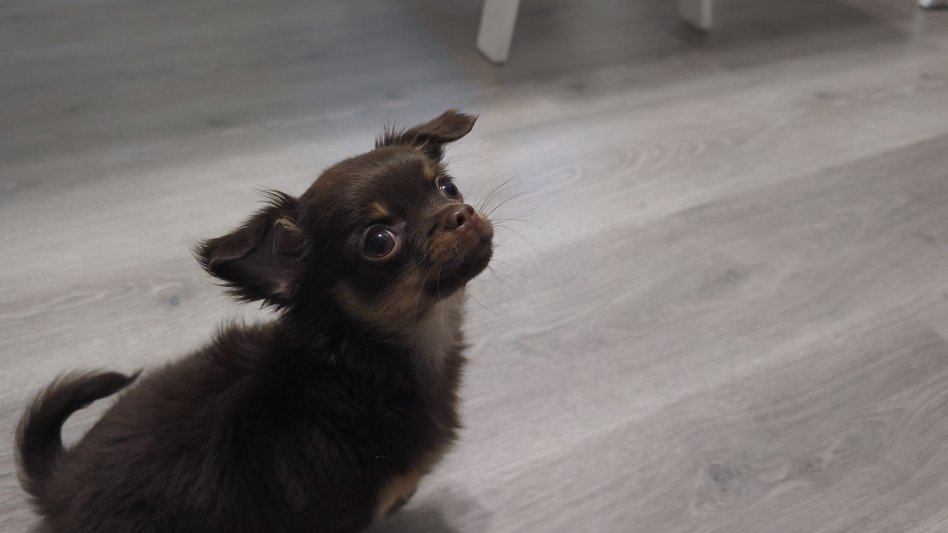 Världens finaste och snällaste Chihuahua