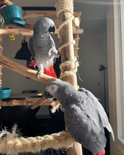 Afrikanska grå papegojor med papper