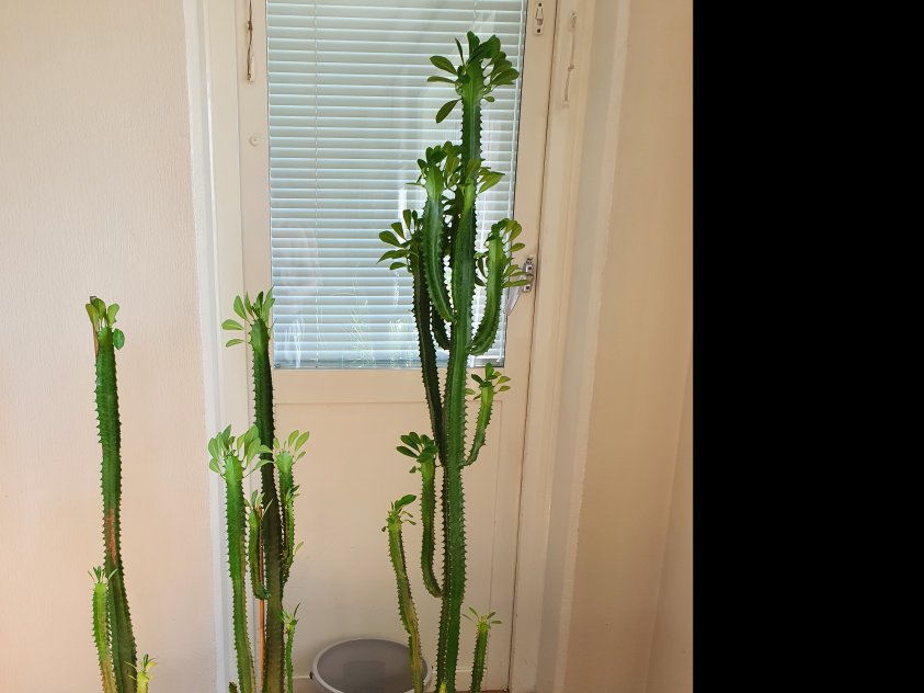 Tre fina kaktus