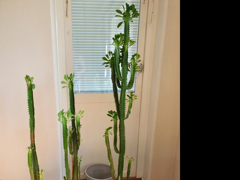 Tre fina kaktus
