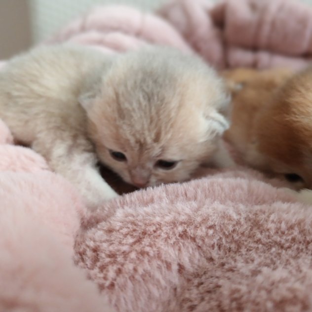 Brittiska korthåriga Golden kattungar!