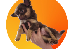 Världens finaste och snällaste Chihuahua