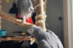 Afrikanska grå papegojor med papper