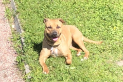 Underbar Amstaff/pittbull Tik