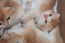 Brittiska korthåriga Golden kattungar!
