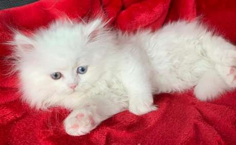 Persiska kattungar nu tillgängliga